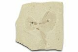 Detailed Crane Fly (Tipulidae) Fossil - Green River Formation #360073-1